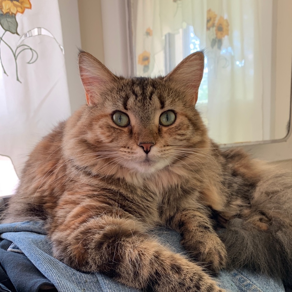 Meet your Posher, Cora